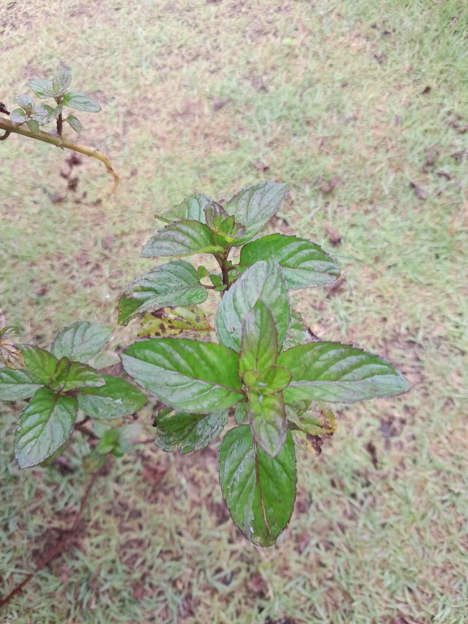 Orange Bergamot Mint