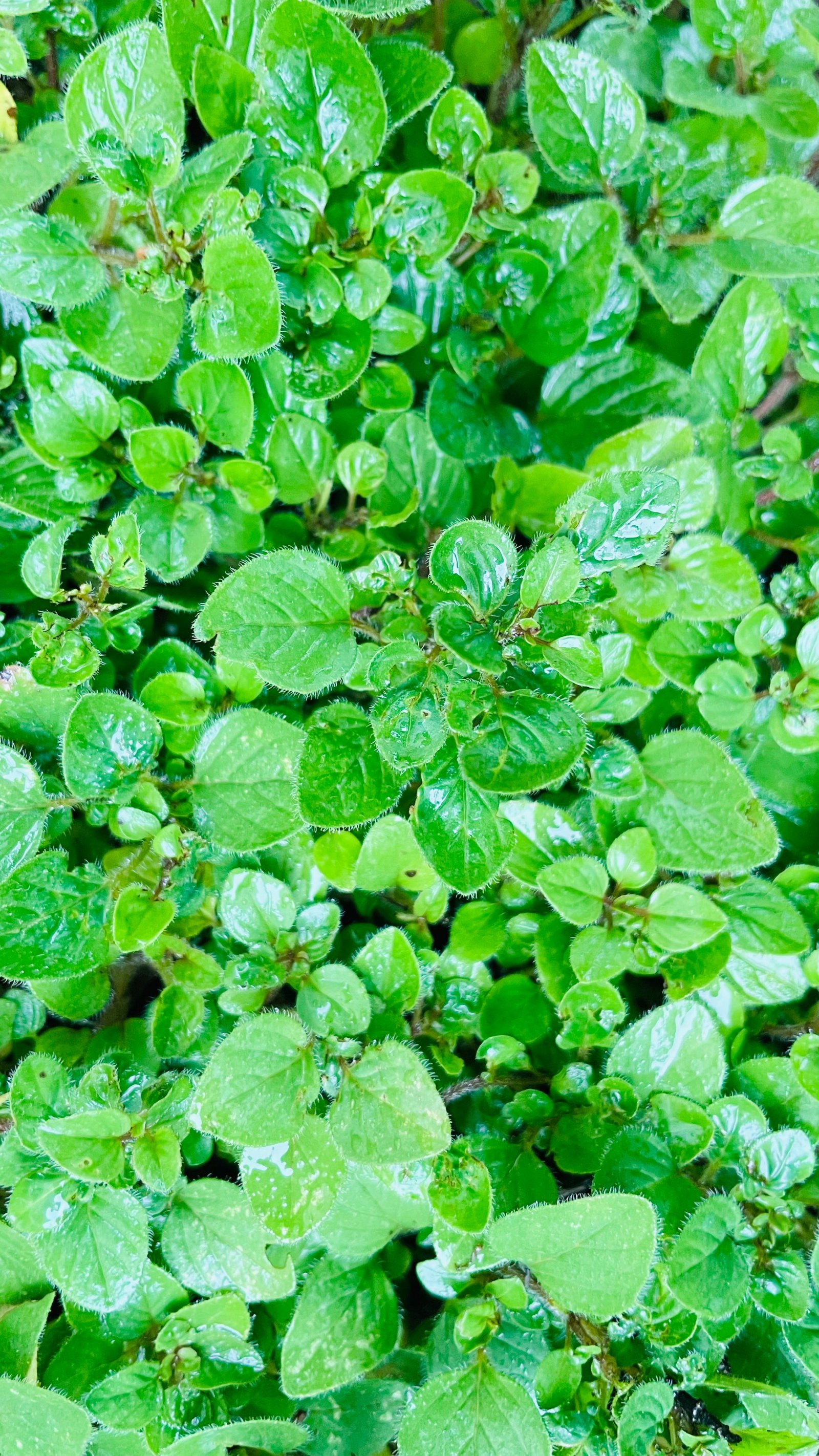Oregano