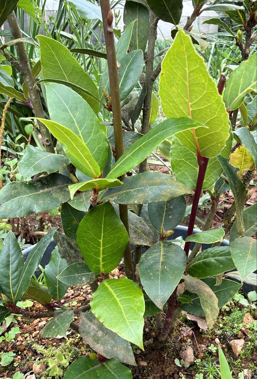 Bay Leaf