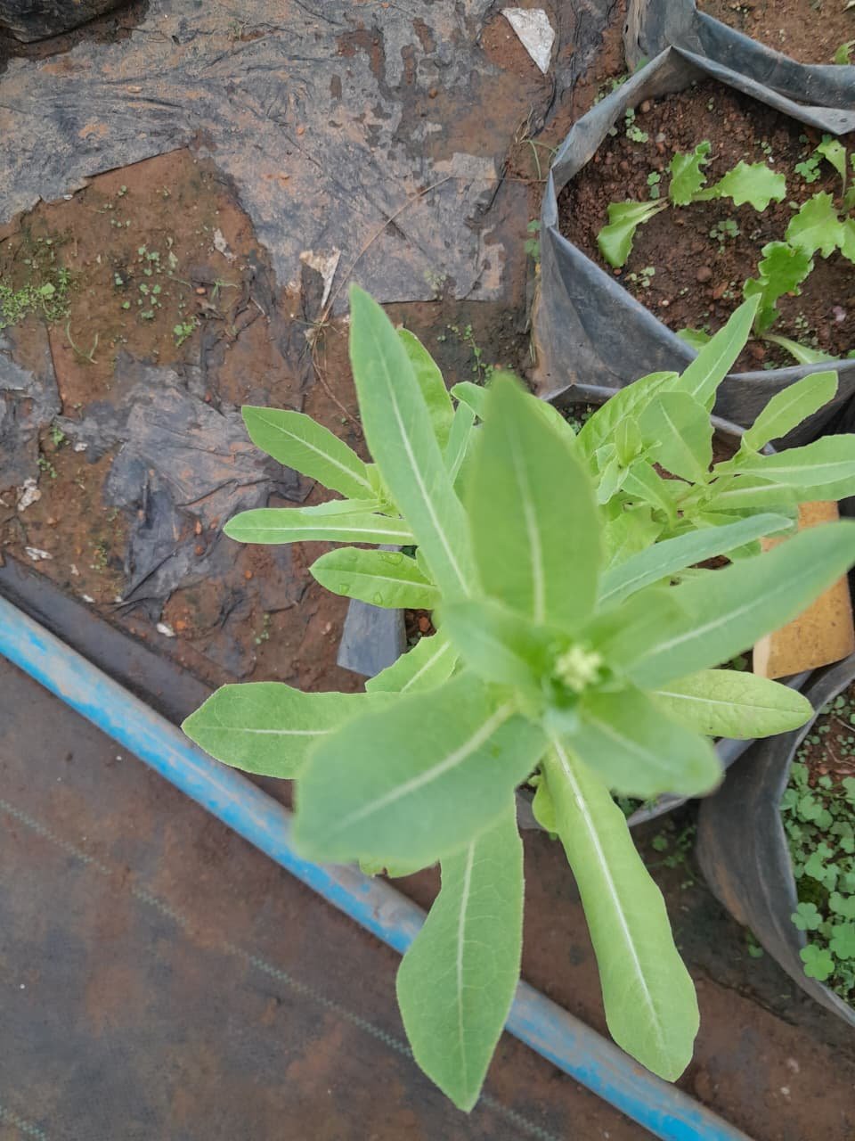Butter Lettuce