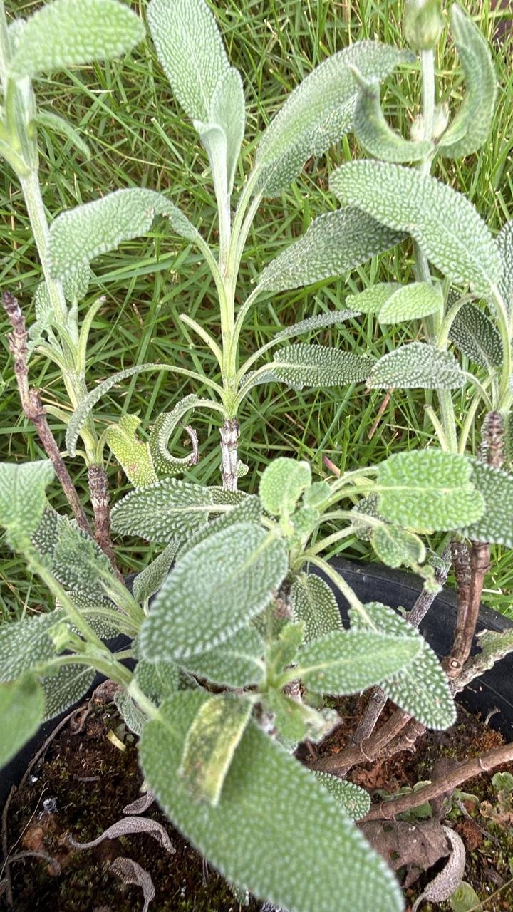 Sage