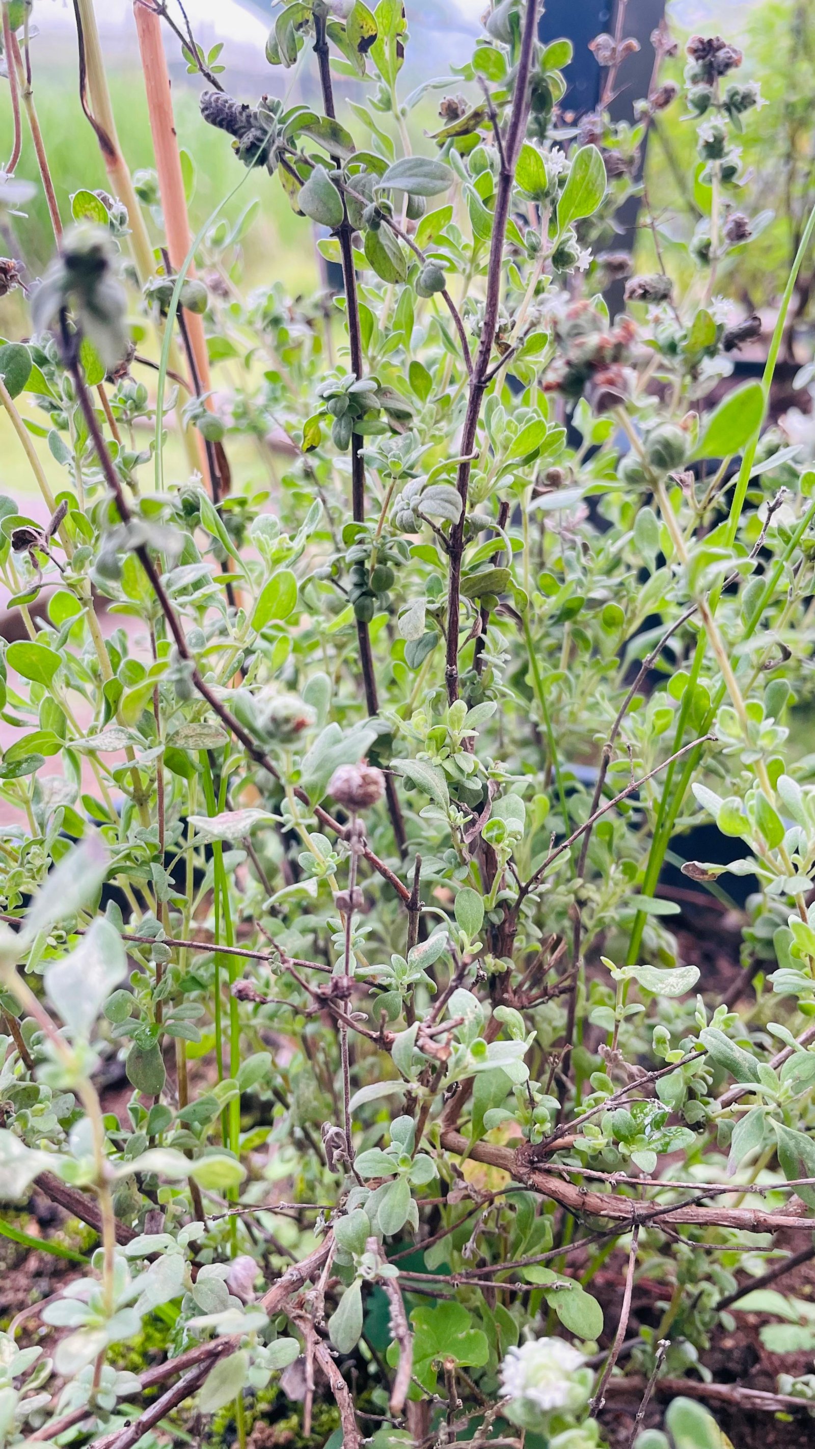 Wild Marjoram