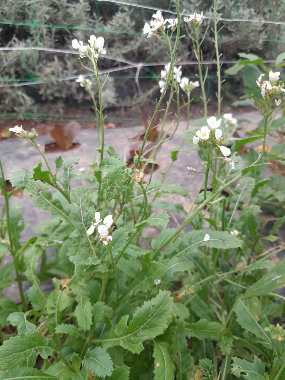 Wasabi Rocket