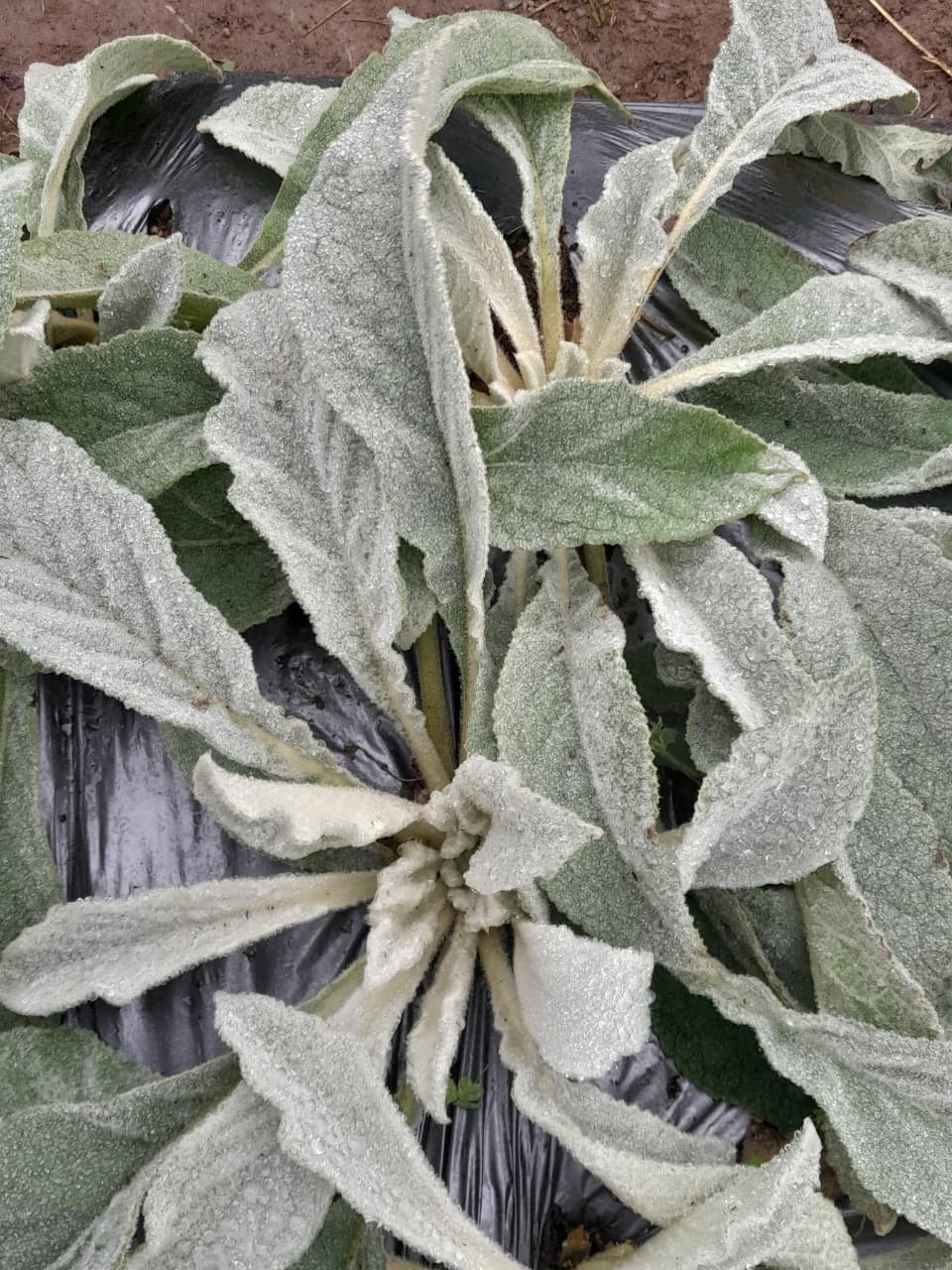 Mullein (Fresh)