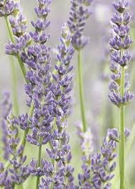 Lavender (Dried)