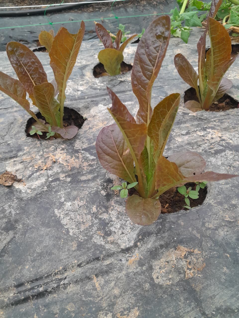Red Romaine