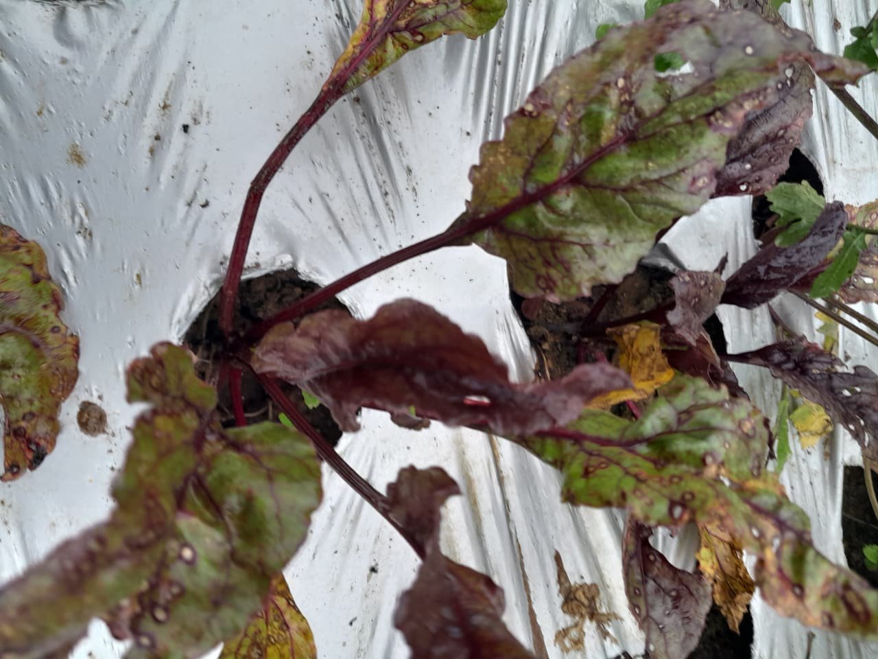 Beetroot Microgreens