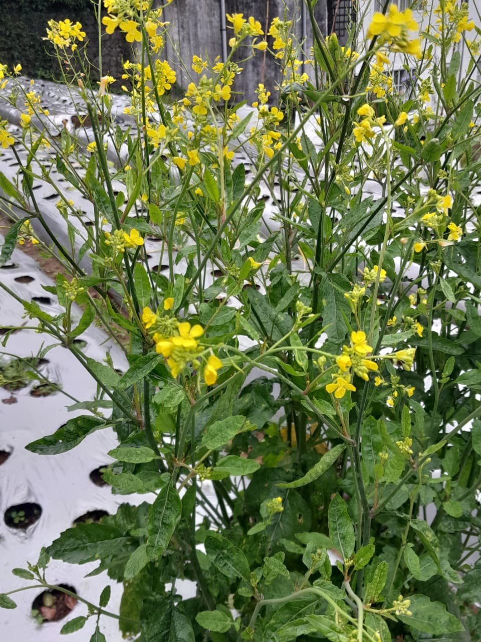 Mustard Lettuce