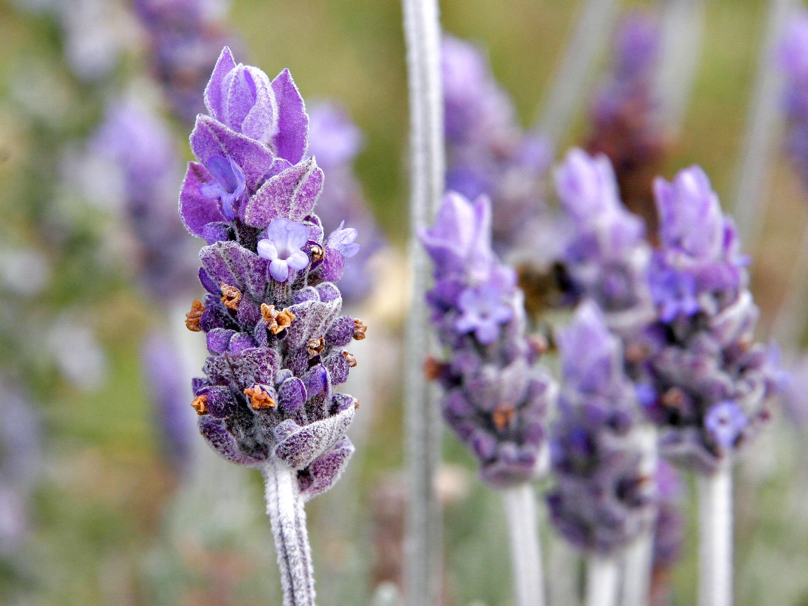 Fresh Lavender Flower with Stem