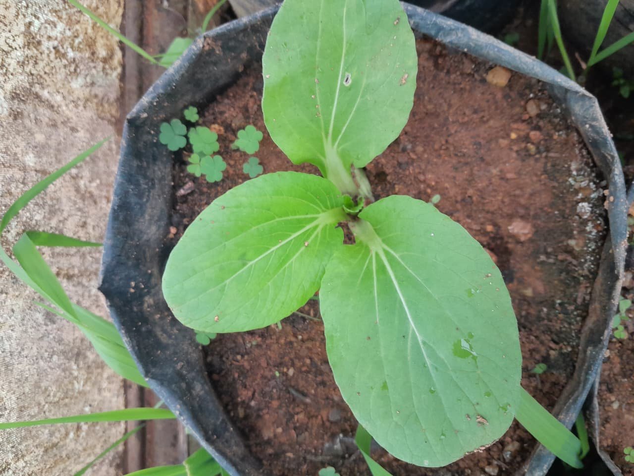 Pak Choy
