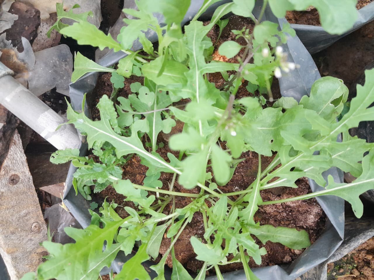 Wild Rocket
