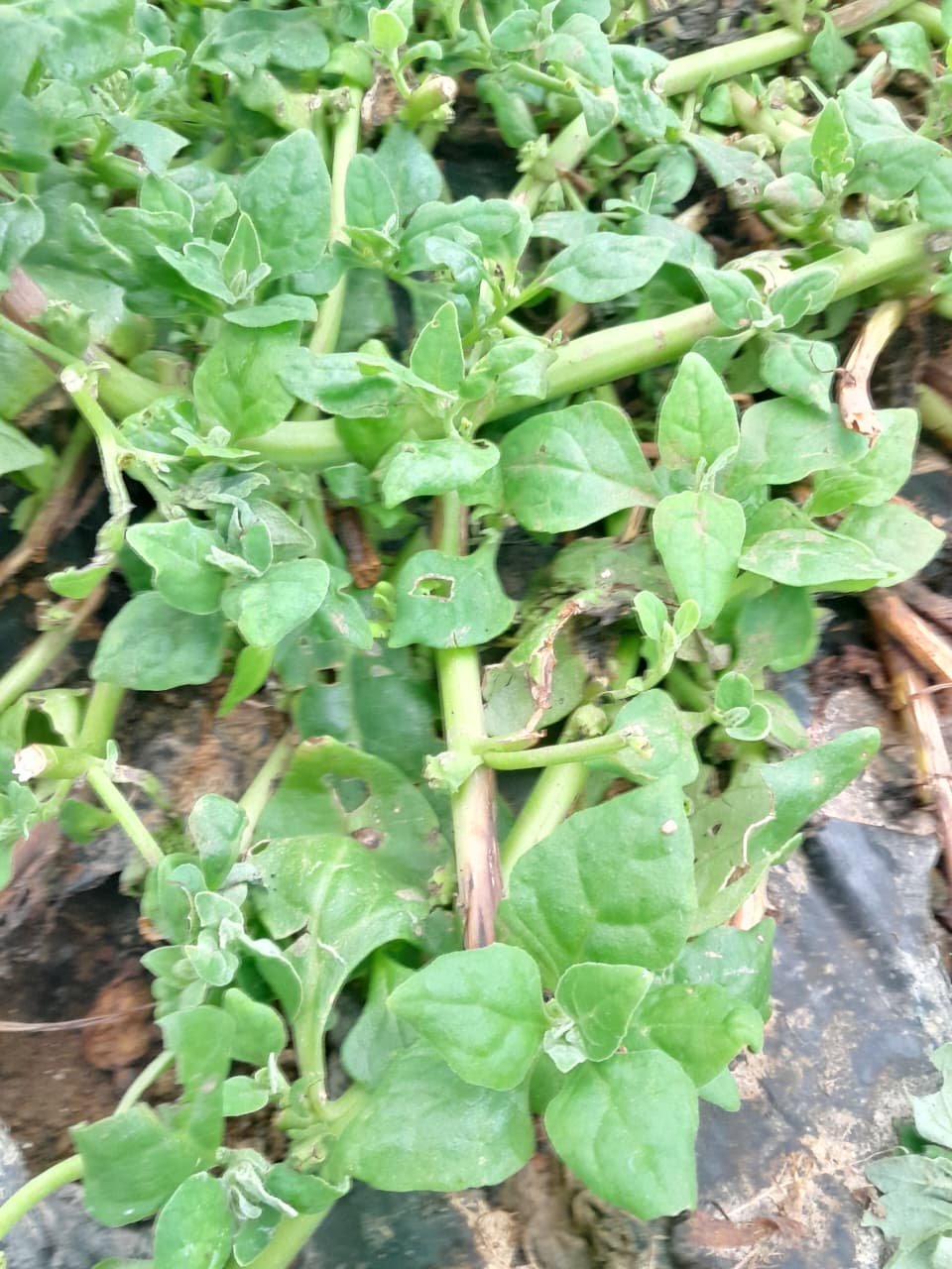 New Zealand Spinach