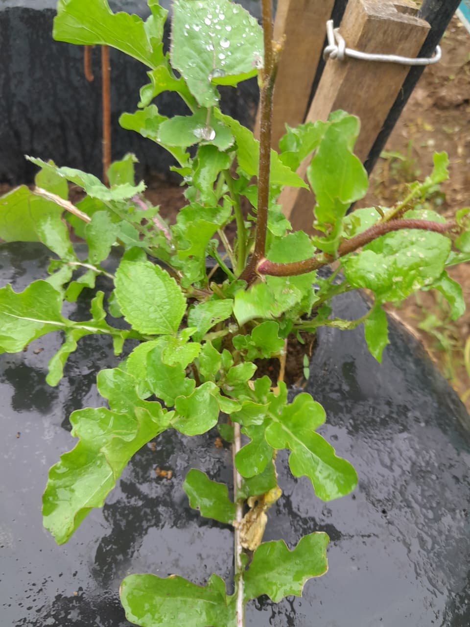 Rocket Lettuce