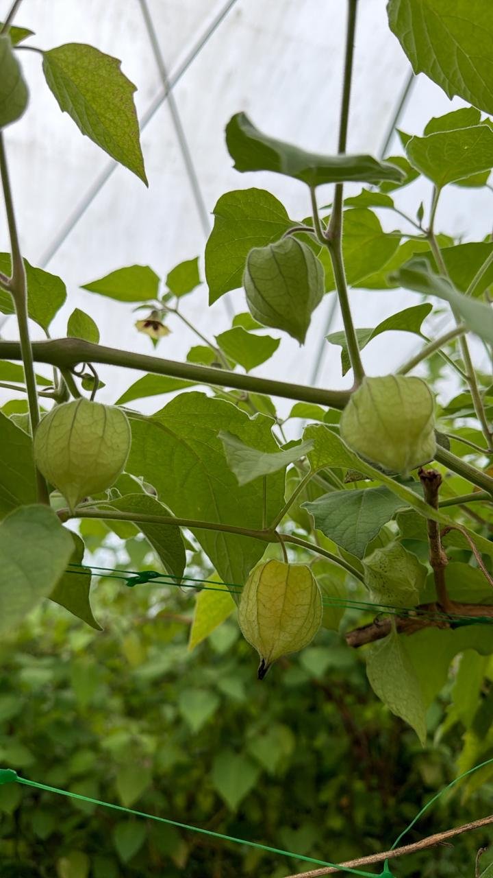 Gooseberry
