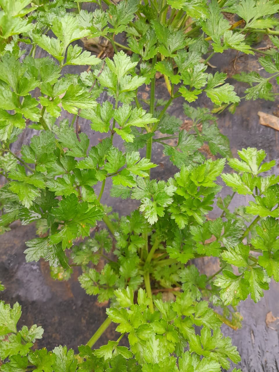 Cilantro