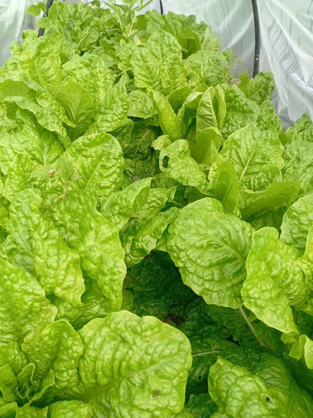 Green Romaine