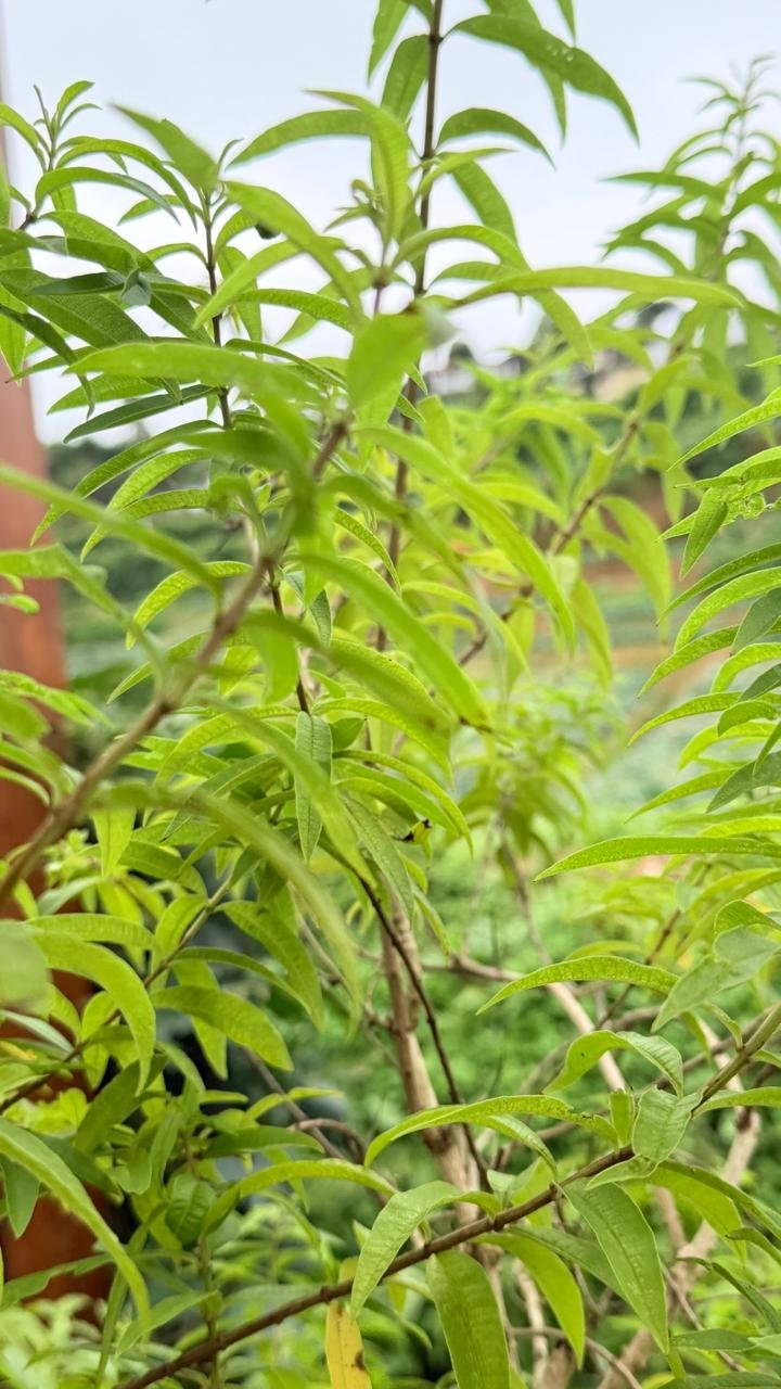 Lemon Scented Verbena